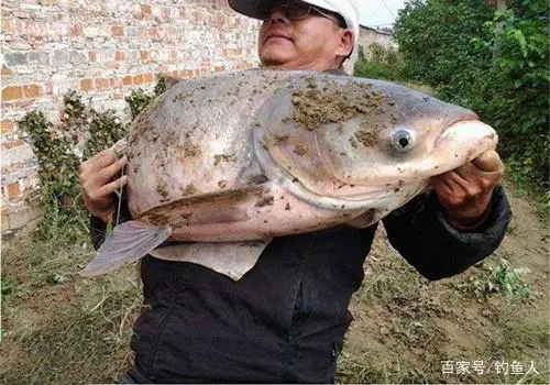 钓鳙鱼的技巧_专业钓鲢鳙鱼视频_手竿钓鲢鳙鱼调漂法图