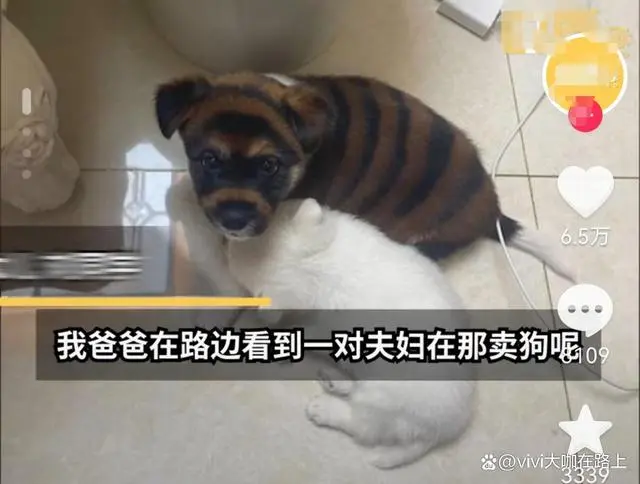 就连“虎皮犬”是假的，晚上睡觉都抱着睡