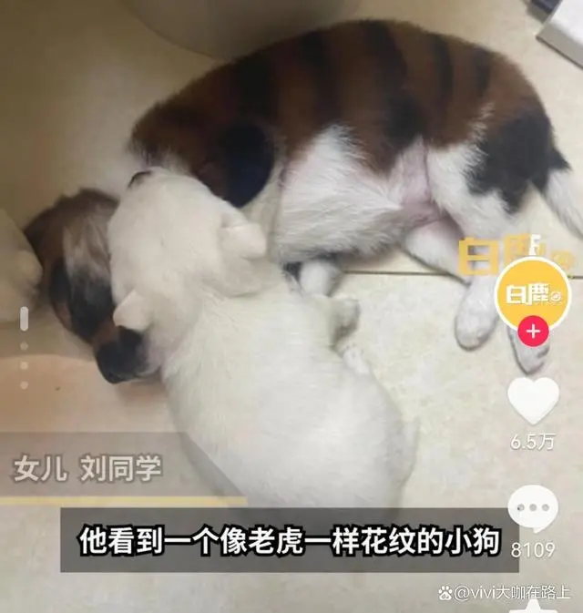 犬冢花1002犬冢花_花千骨发现白子画种绝情之水是哪几_花700买虎皮犬回家发现是染色狗