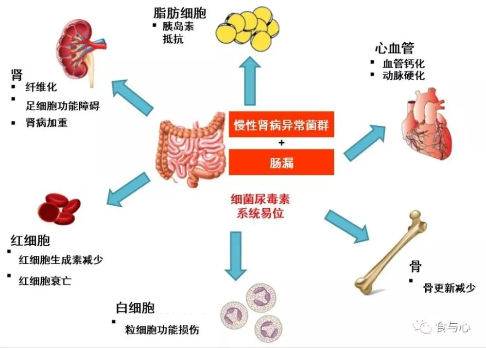 如何养肾排毒_香菜煮水喝能洗肾排毒_肾排毒方法