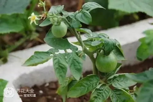 蔬菜盆栽种植方法大全_盆栽种植方法大全_阳台盆栽蔬菜图片及种植方法