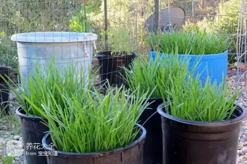 阳台盆栽蔬菜图片及种植方法_蔬菜盆栽种植方法大全_盆栽种植方法大全