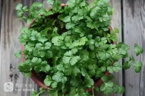 蔬菜盆栽种植方法大全_阳台盆栽蔬菜图片及种植方法_盆栽种植方法大全