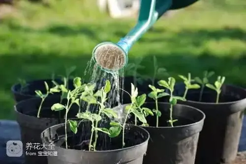 蔬菜盆栽种植方法大全_盆栽种植方法大全_阳台盆栽蔬菜图片及种植方法