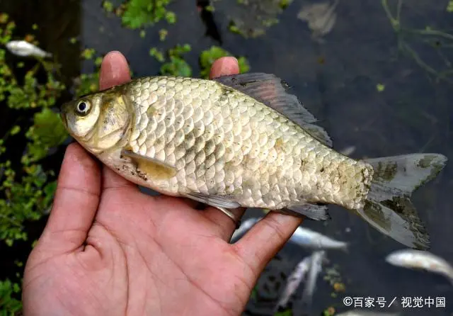 伐竿在桥上钓鱼技巧_冬季手手杆钓鱼视频_冬季伐杆钓鱼技巧